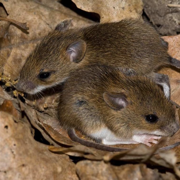 Уничтожения мышей в частном доме в Томске?