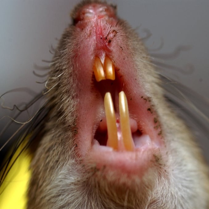 Дератизация крыс в Томске?